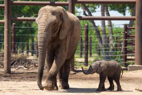 Alert banner elephant photo