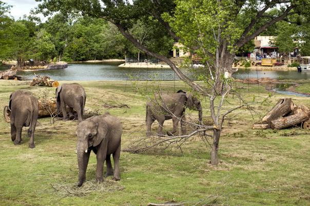 Elephants of the Zambezi River Valley