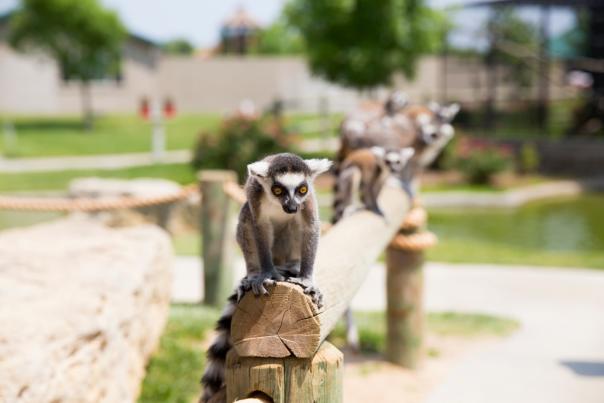 Spring Time Activities at Tanganyika