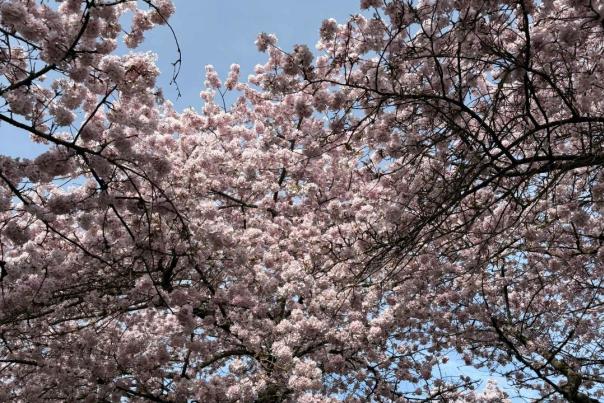 Cherry Blossoms at Portland Waterfront