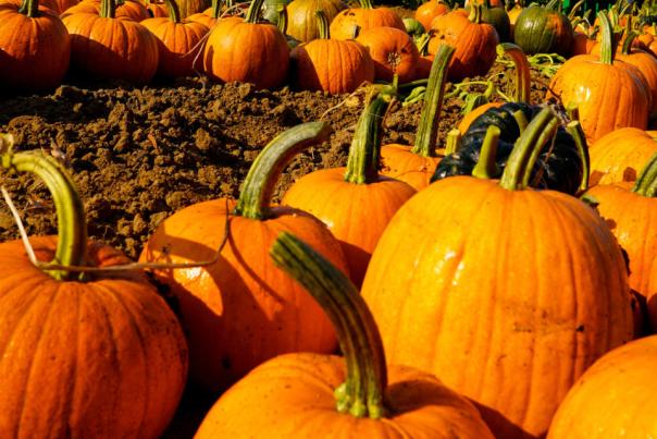 Pumpkins lying in a field