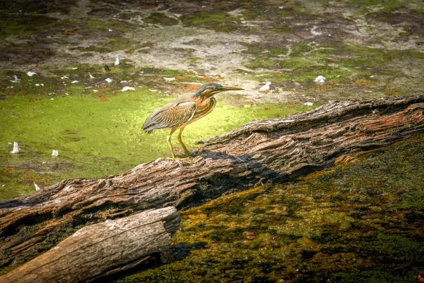 Wildlife Bird on the Water