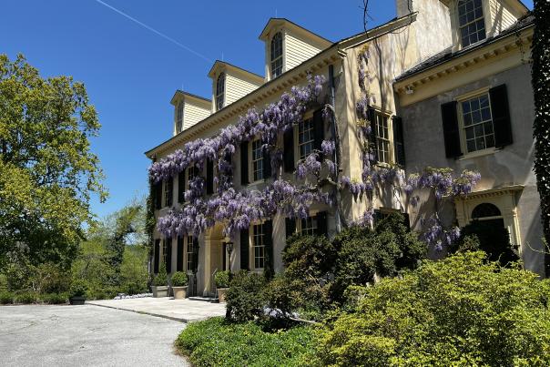 Hagley with Wisteria