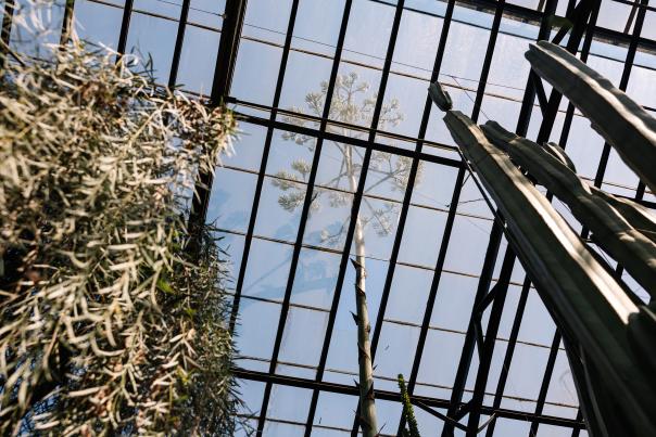 Rare Century Plant Longwood
