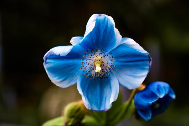 Blue Poppies at Longwood