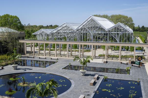 Waterlily Longwood