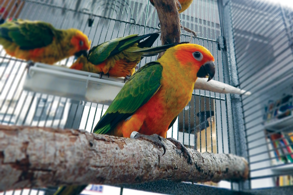 Sun Conure Natural History Museum