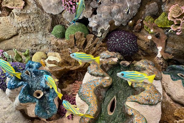 Delaware Museum of Nature and Science - Coral Reef