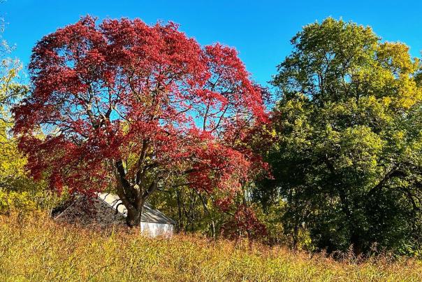 Fall Trees DE State Parks