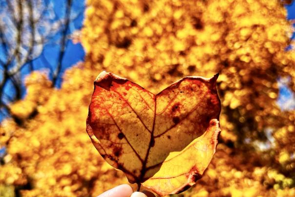 Fall Heart Leaf - UGC