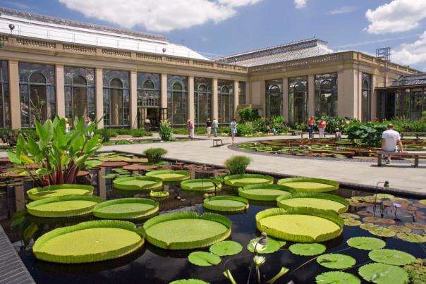 Longwood Gardens - Lilly Pads