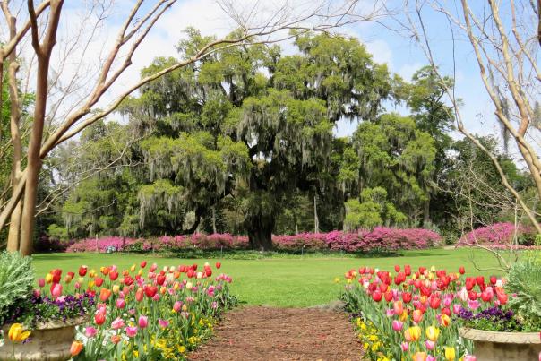 Airlie Gardens Tulips