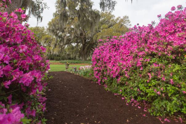 Pathway to the Airlie Oak