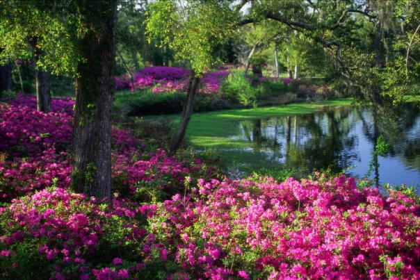 Azaleas and trees along lake