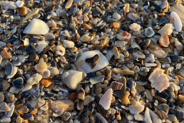 a marbled tiger shark tooth lays on a white seashell surrounded by seashells amongst the low tide at Wrightsville Beach