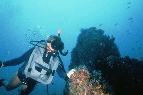 Scuba Diver by Reef
