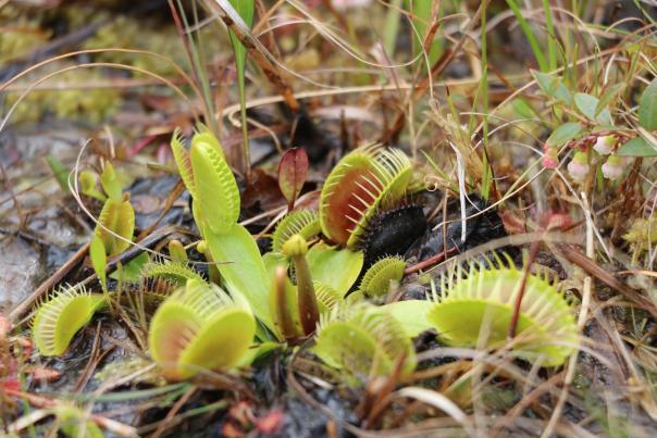 macro view of wild Venus Flytraps are seen growing out of a bog in Wilmington, NC