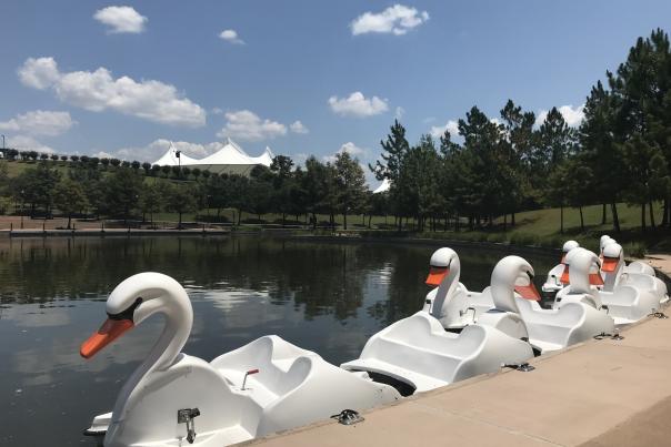 Swan Boats