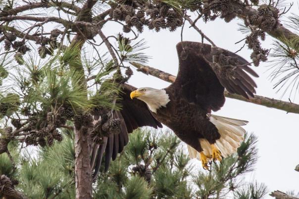 Woodlands Eagle Photo Courtesy Paul Gregg
