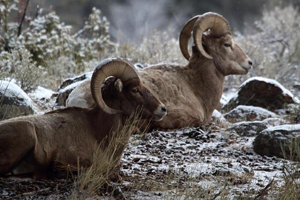 Big Horn Sheep near Slough Creed Yellowstone