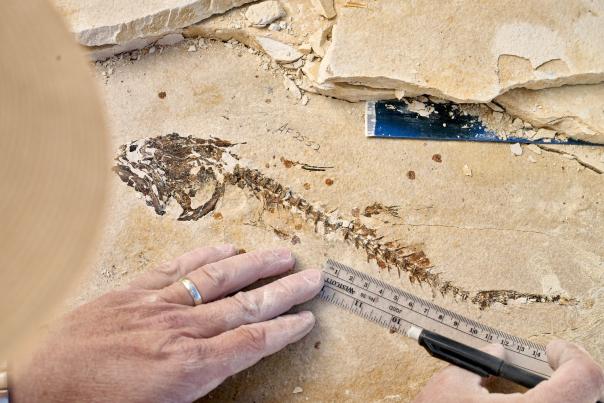 Arvid Aase, Fossil Butte National Monument, Kemmerer, Modern Explorers, Wyoming quarry