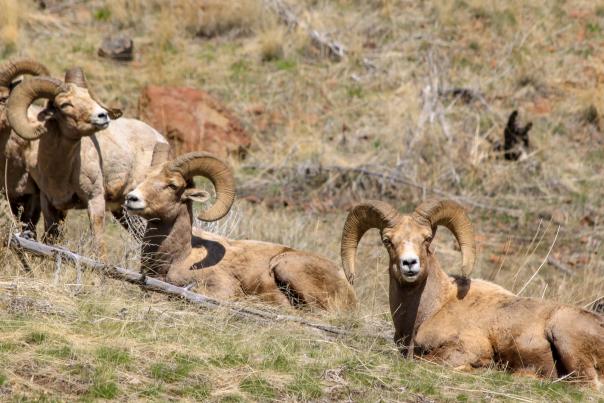 Bighorn sheep in a group laying on the side of a grassy hillside
