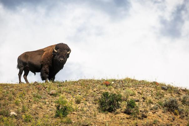 Bull Bison in Yellowstone 3 @joshmettenphoto