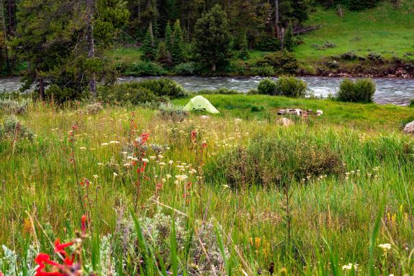 Camping-Wildflowers-River---Bridger-Teton-Forest---Sublette-County