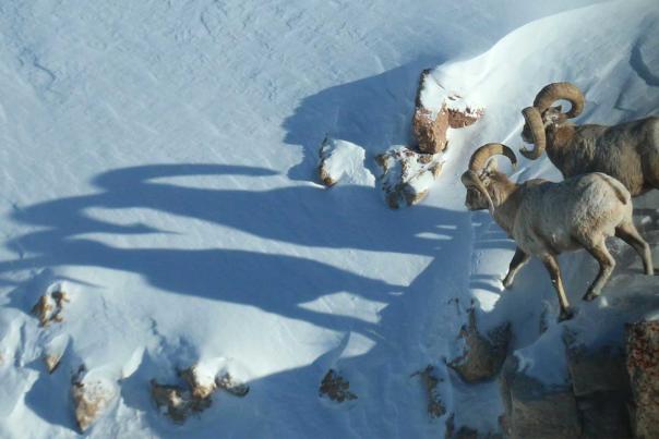 Where to Spot Winter Wildlife in Wyoming