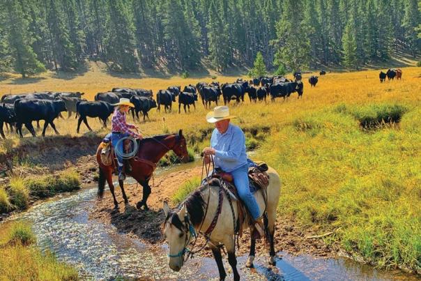 A man and a woman on horseback with cattle behind them at a dude ranch