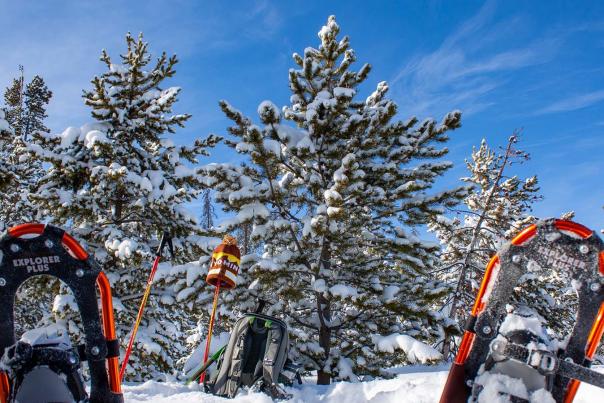 Medicine-Bow-National-Forest---Winter---Wildlife-Snowshoe---Albany-County-(7)