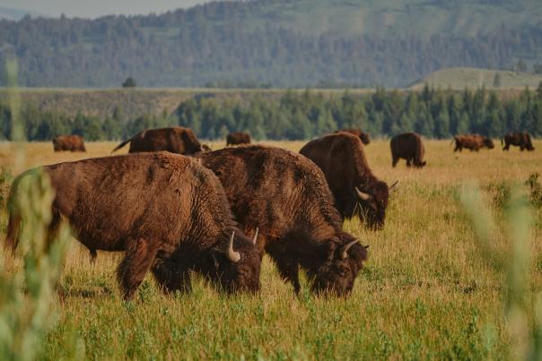Bison in a field at Grand Teton National Park