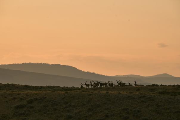 A herd of elk stands silhouetted along a sagebrush ridge at sunset in Wyoming’s high country. Layered mountain ridges fade into the distance beneath a warm orange sky, creating a peaceful and dramatic western landscape scene.