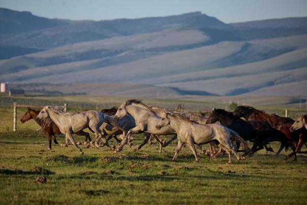 Wind River Wild Horse Sanctuary