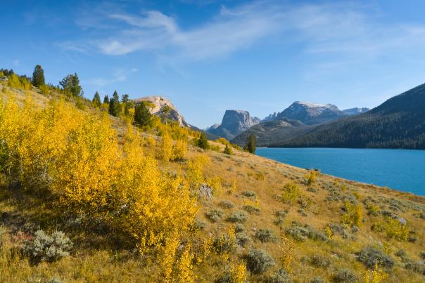 Golden aspen trees cover a hillside near Pinedale, Wyoming, with the rugged peaks of the Wind River Range rising in the distance. Bright fall foliage, open sagebrush, forested slopes, and clear mountain water showcase the autumn scenery of western Wyoming.