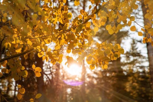 Best Fall Foliage in Wyoming