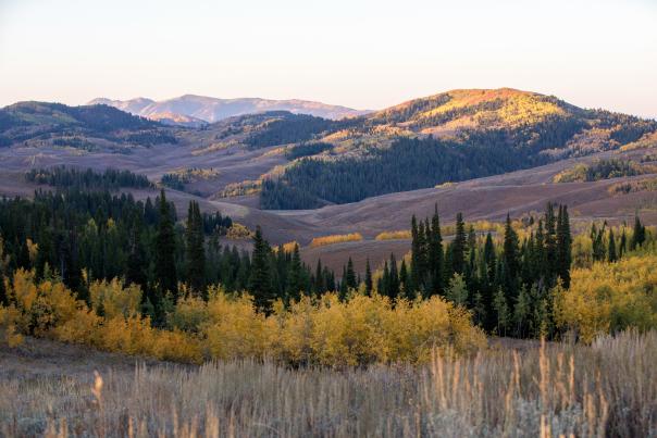 Golden aspen trees and evergreen forests cover rolling mountain slopes near Salt River Pass in Star Valley, Wyoming. Warm autumn sunlight highlights the hills and colorful fall foliage, showcasing the expansive mountain scenery of Lincoln County.