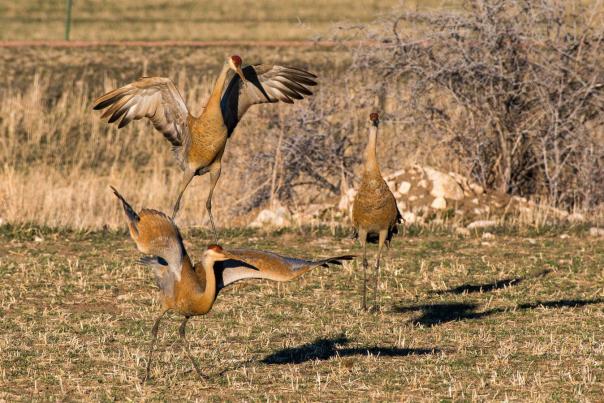 Sheridan-Tour-&-Travel---Bird-Cranes---Sheridan-County---73-custom