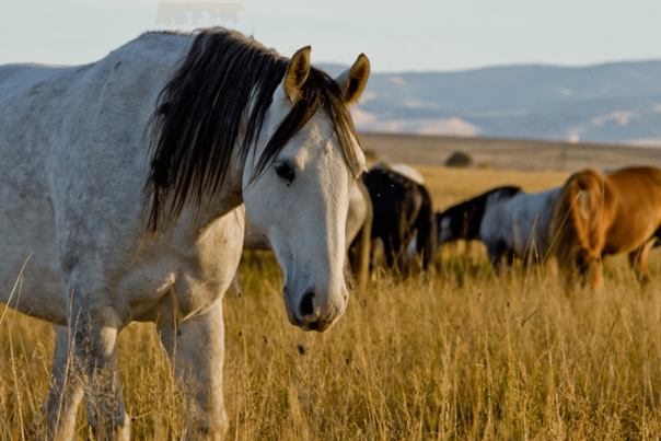 Wyomings Wild horses