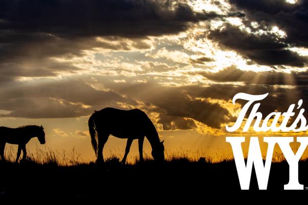 Wild Horse 360