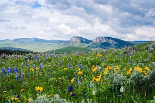 Wildflowers-BigHornMountains-SheridanCounty-JeffShanor-010-medium