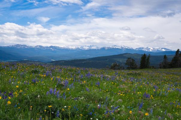 A wide meadow filled with colorful wildflowers stretches toward distant, snow-capped mountains beneath a partly cloudy sky.
