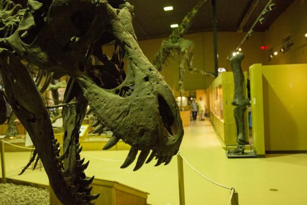 Wyoming-Dinosaur-Center---Thermopolis---Hot-Springs-County-5-custom