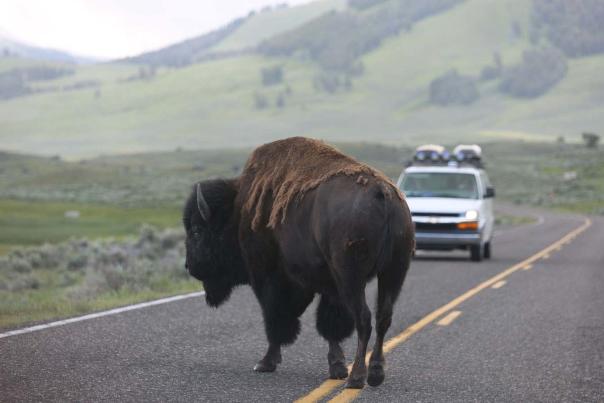 Yellowstone-National-Park-Bison---59