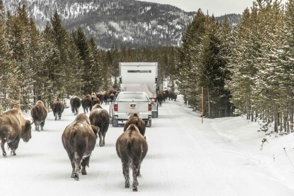 Video Thumbnail - youtube - How Amazon Delivers to Customers in Yellowstone National Park During the Winter