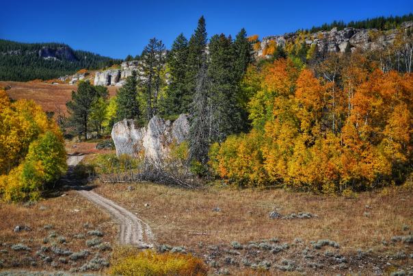 Brilliant yellow and orange fall foliage surrounds a winding dirt road through a mountain landscape in Wyoming. Aspen groves, evergreen trees and exposed limestone cliffs create a colorful autumn scene beneath a clear blue sky.