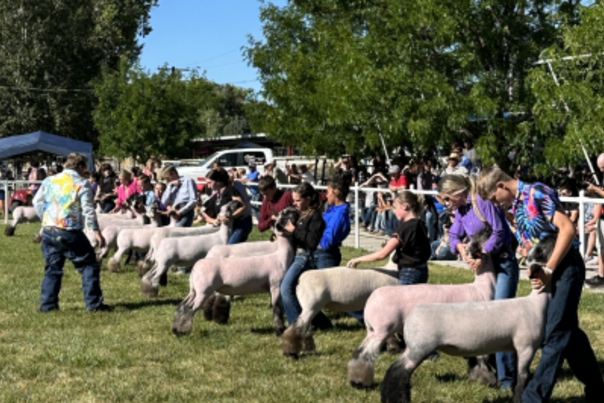 state fair lambs