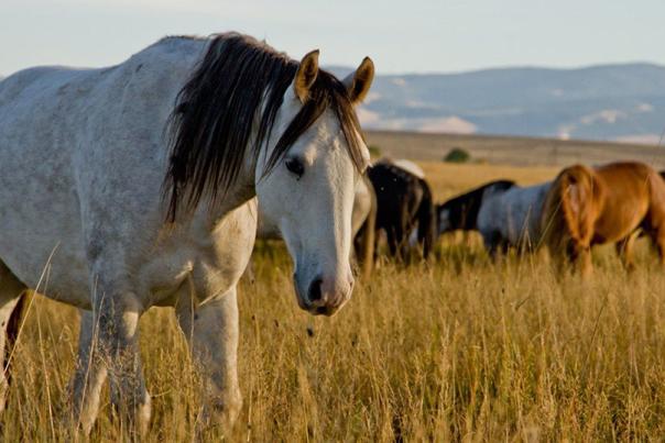Wind River Indian Reservation