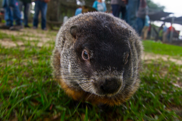 photo of a groundhog