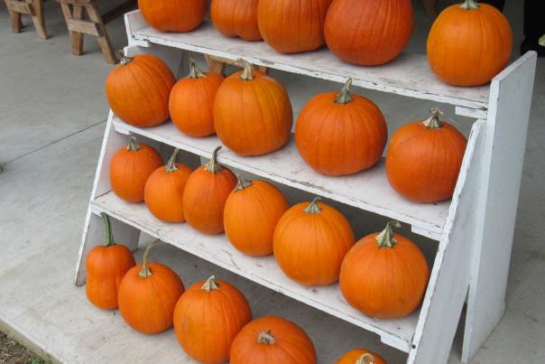Pumpkins Flinchbaugh's